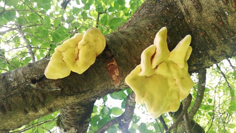 Laetiporus sulphureus