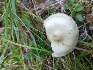 Pholiota lenta