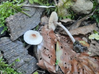 Lepiota cristata