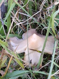 Porpolomopsis calyptriformis