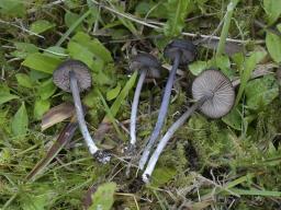 Entoloma chalybeum