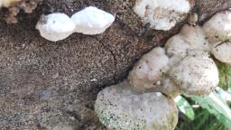 Trametes suaveolens