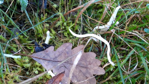 Clavaria fragilis