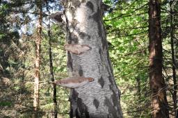 Fomitopsis betulina