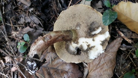 Suillus viscidus