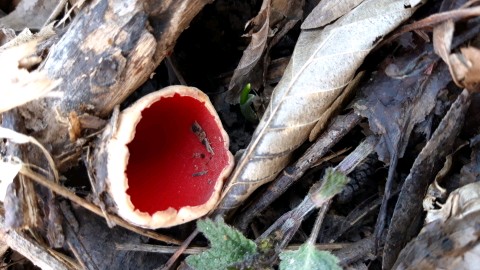 Sarcoscypha coccinea