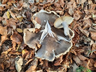 Tricholoma saponaceum