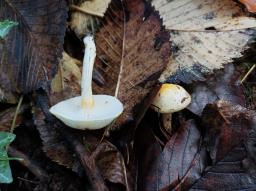 Hygrophorus chrysodon