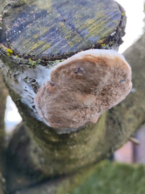 Phellinus pomaceus