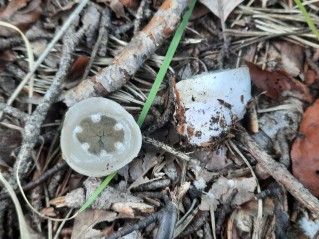 Clathrus archeri