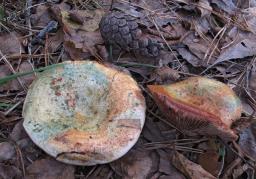Lactarius sanguifluus