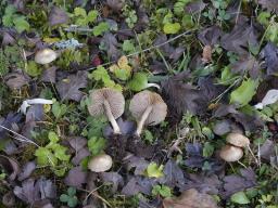 Inocybe sindonia