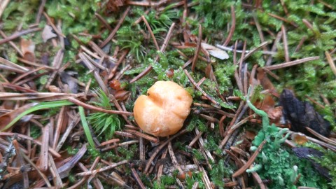 Cantharellus cibarius