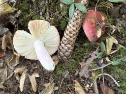 Russula rosea