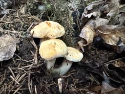 Cantharellus cibarius