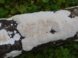 Oxyporus latemarginatus