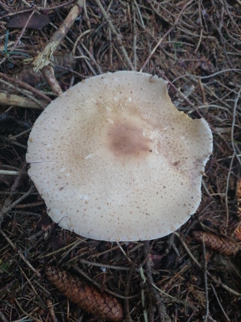 Agaricus augustus