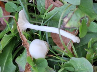 Cuphophyllus virgineus