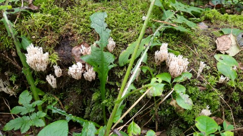 Artomyces pyxidatus