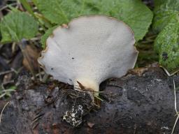Polyporus tuberaster