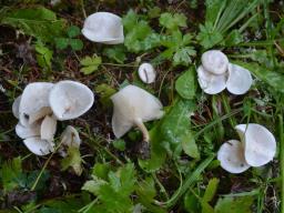 Clitocybe phyllophila