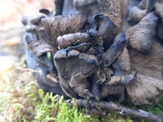 Craterellus cornucopioides