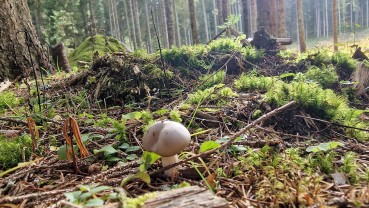 Hygrophorus agathosmus