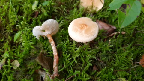 Cystoderma amianthinum