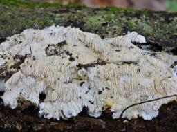 Dentipellis fragilis