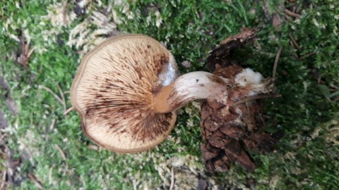 Paxillus involutus