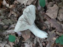 Russula adusta