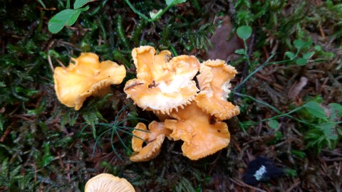 Cantharellus cibarius