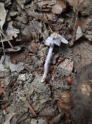 Inocybe geophylla var. lilacina