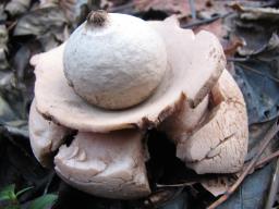 Geastrum triplex