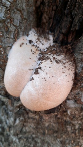 Lycogala flavofuscum