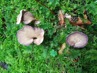Gomphus clavatus