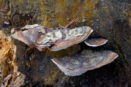 Heterobasidion parviporum