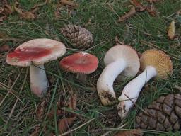 Russula sanguinaria