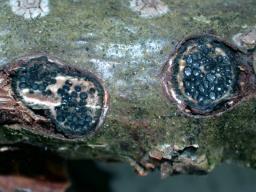 Biscogniauxia marginata