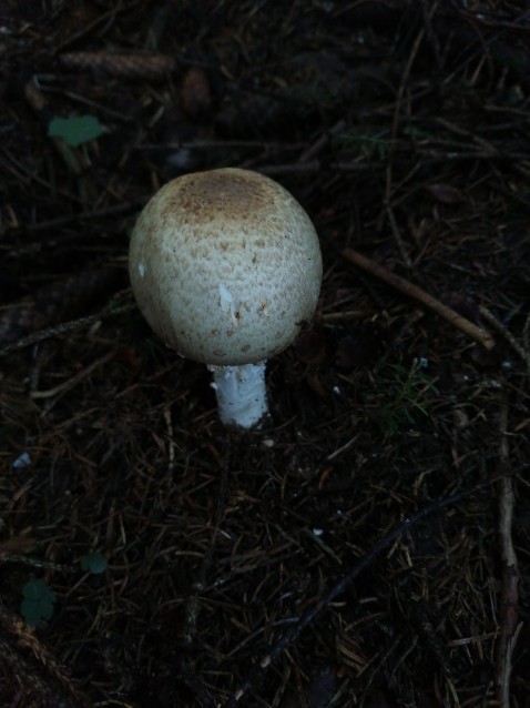 Agaricus augustus