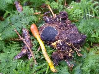 Tolypocladium ophioglossoides