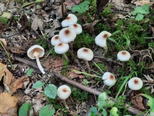 Lepiota cristata