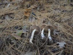 Cortinarius spilomeus