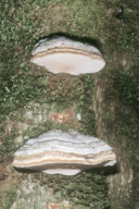 Fomes fomentarius