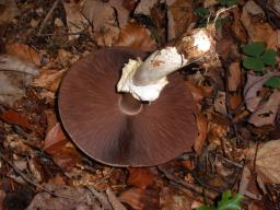 Agaricus sylvicola