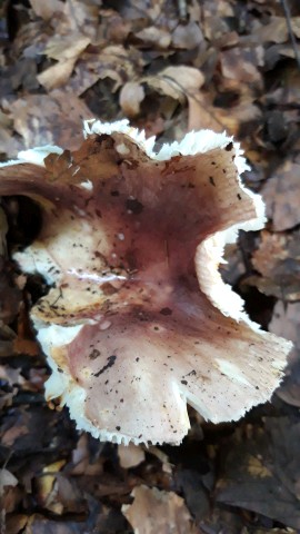 Russula vesca