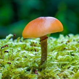 Galerina marginata