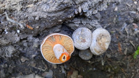 Lactarius semisanguifluus