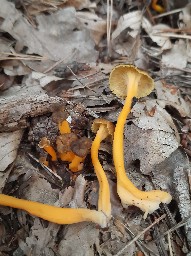 Craterellus lutescens