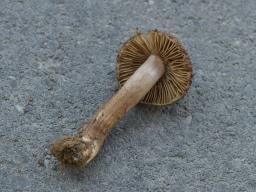 Inocybe subcarpta